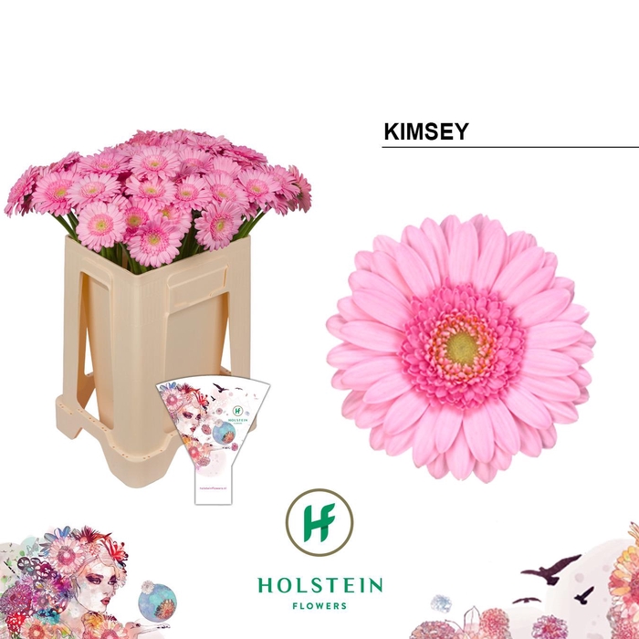 <h4>Germini Kimsey Water/Hoes x80</h4>