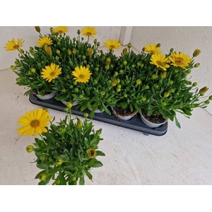 OSTEO FP PURE YELLOW