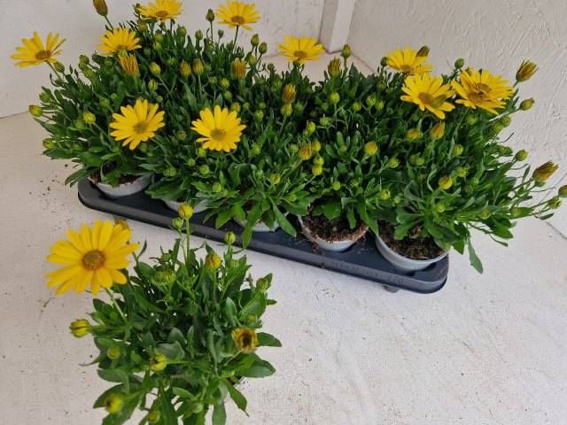 <h4>OSTEO FP PURE YELLOW</h4>
