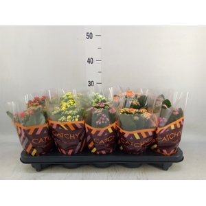 Kalanchoe blos.   ..rosebud mix  5