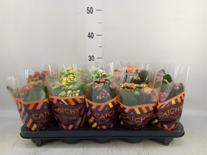 <h4>Kalanchoe blos.   ..rosebud mix  5</h4>
