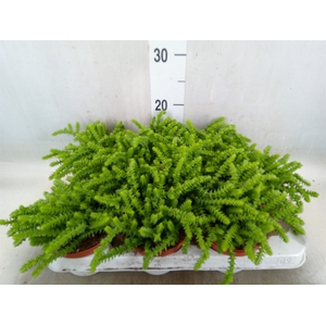 Crassula   ...