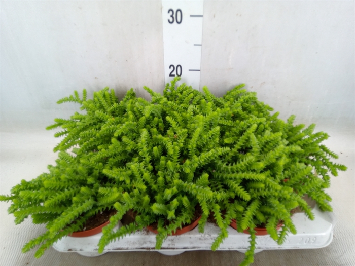 <h4>Crassula   ...</h4>