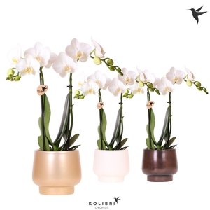 Kolibri Orchids Phalaenopsis white 2 spike in Scandic pot gold