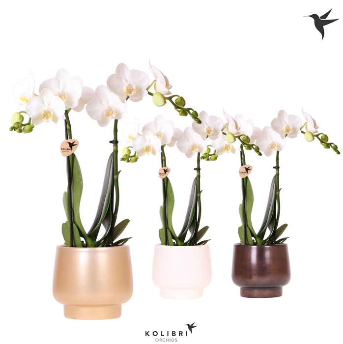 <h4>Kolibri Orchids Phalaenopsis white 2 spike in Scandic pot gold</h4>