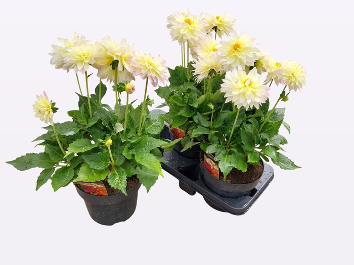 <h4>DAHL D LAB GR WHITE</h4>