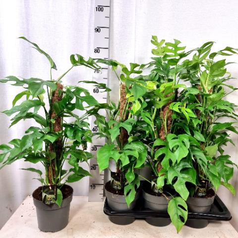 Philodendron Minima 17Ø 70cm