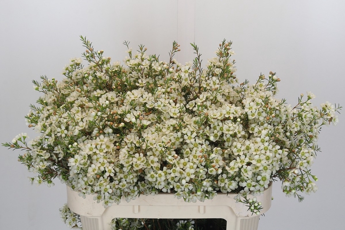 <h4>Chamelaucium Ivory Pearl</h4>