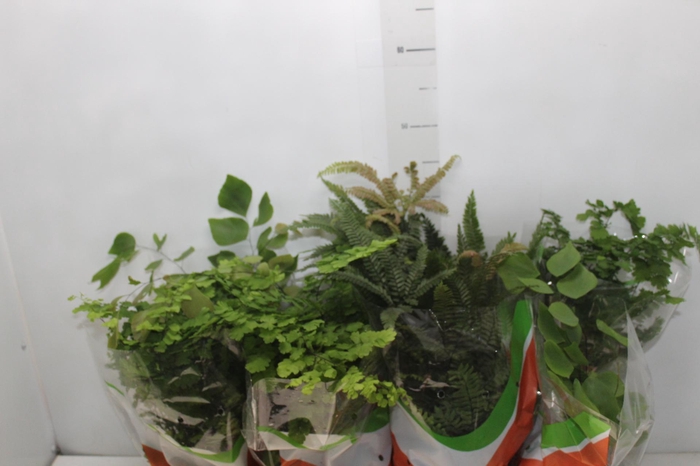 <h4>AVENCA VARIADA P15</h4>