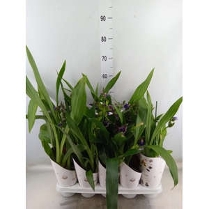 Zygopetalum  'Louisendorf'