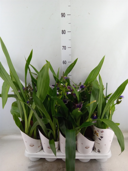 <h4>Zygopetalum  'Louisendorf'</h4>