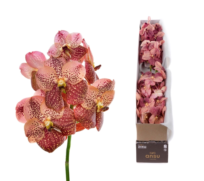 VANDA SUNANDA LEOPARD CORAL X4