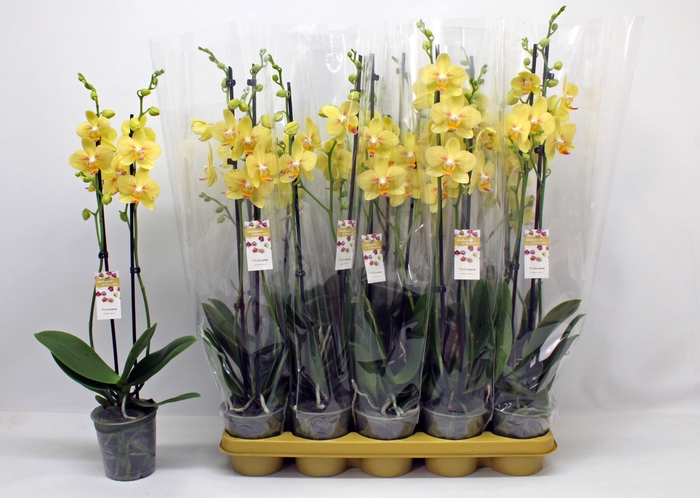 <h4>PHAL OV GEEL</h4>