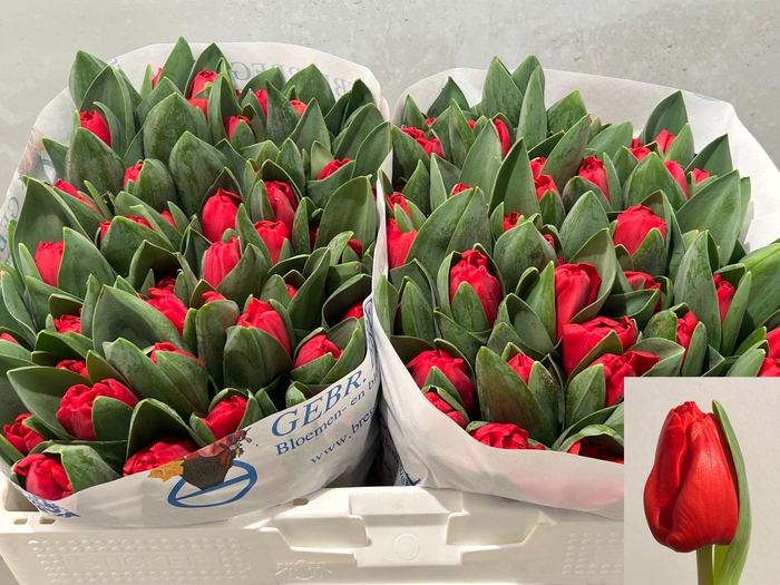 <h4>TU EN ESCAPE</h4>