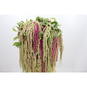Amaranthus Caudatus Mira