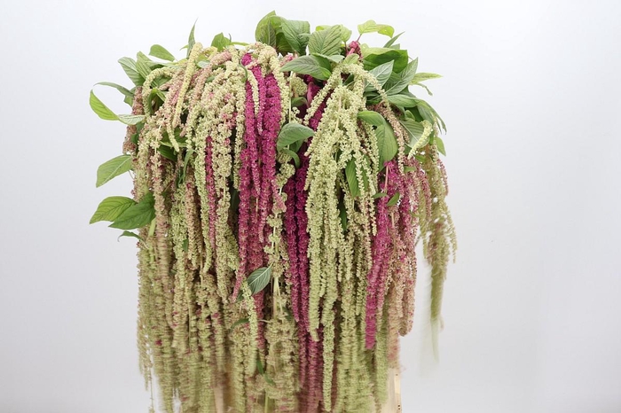 <h4>Amaranthus Caudatus Mira</h4>