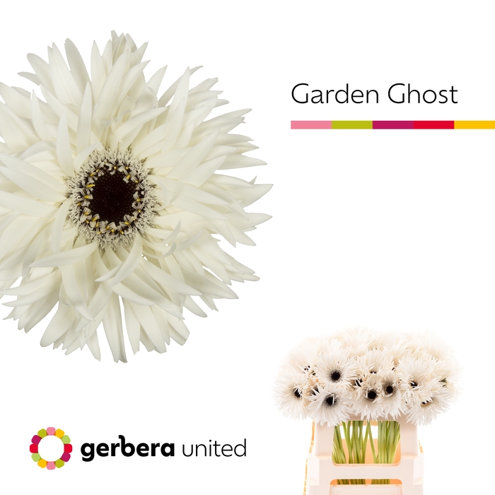 <h4>Gerbera Spider Garden Ghost Water x40</h4>