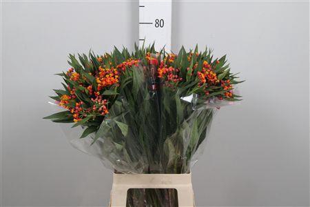 <h4>Ascl C Serenade</h4>