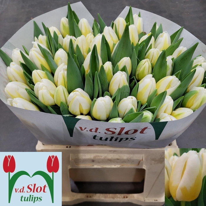 <h4>TU EN ANTARCTIC FLAM</h4>