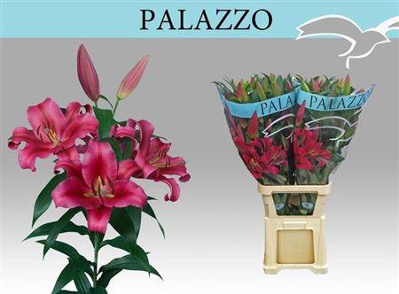 <h4>Li Ot Palazzo 5+</h4>