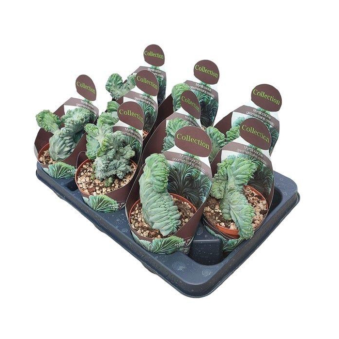 <h4>CACTUS OV</h4>