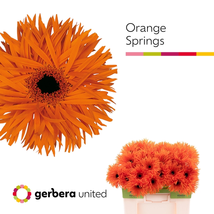 <h4>Gerbera Spider Orange Springs Water</h4>