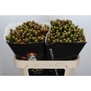 Hypericum Wx Olijf