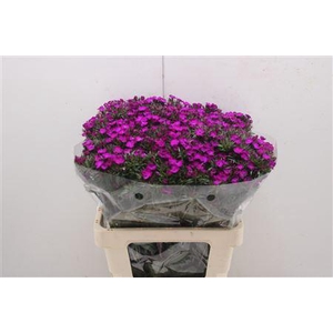 Di Barb Am Neon Purp