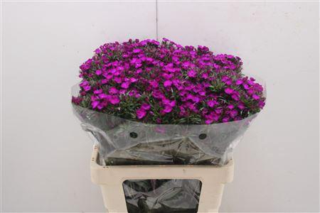 <h4>Di Barb Am Neon Purp</h4>