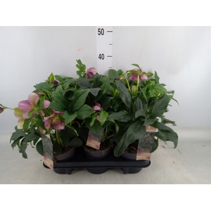 Helleborus ori.