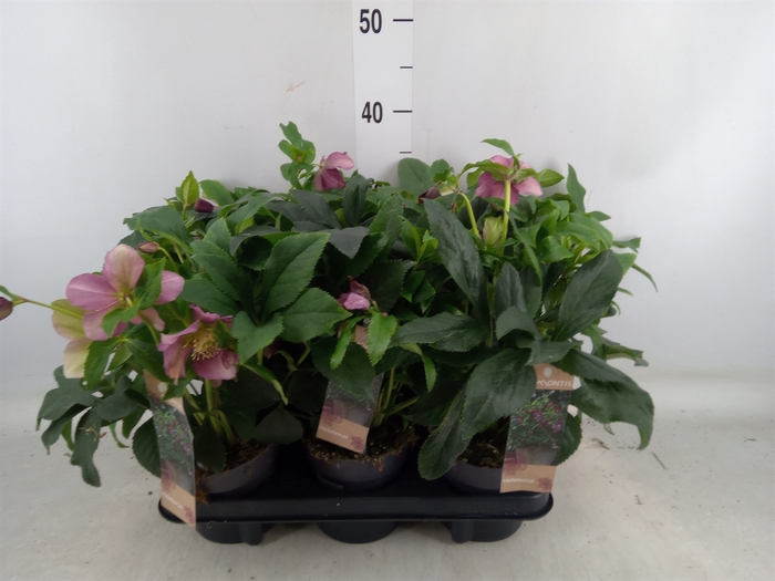 <h4>Helleborus ori.</h4>