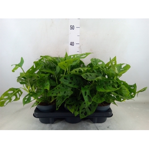 Monstera obliqua 'Monkey Mask'