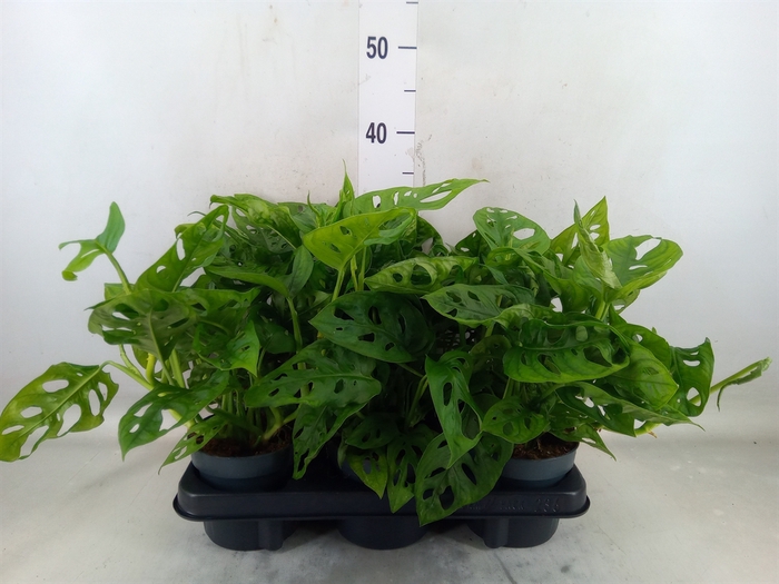 <h4>Monstera obliqua 'Monkey Mask'</h4>