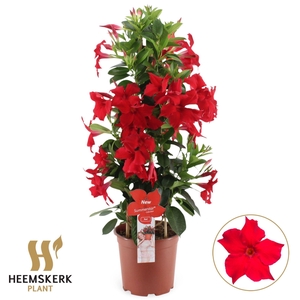 MANDE SUMMERST RED