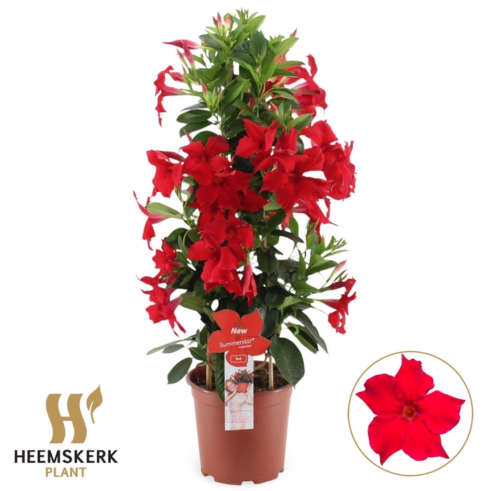 <h4>MANDE SUMMERST RED</h4>