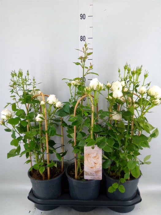 <h4>Rosa   ...</h4>