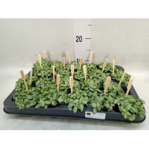 Fittonia verschaf.