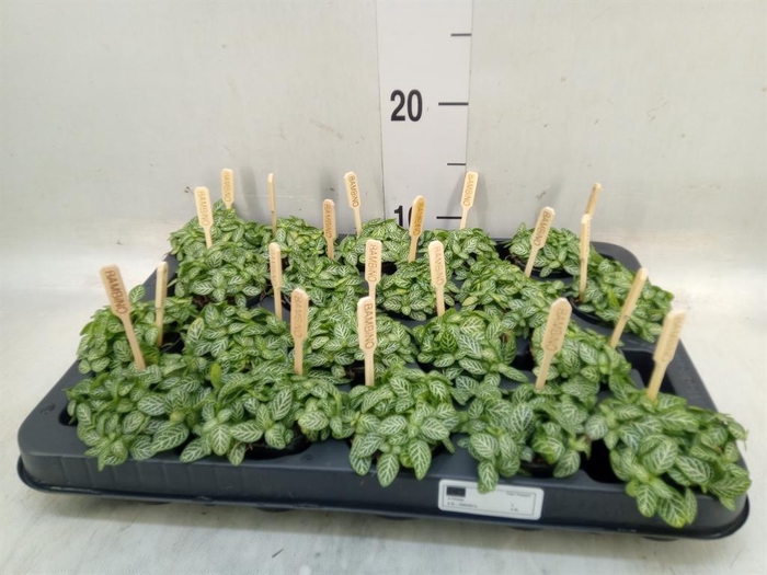 <h4>Fittonia verschaf.</h4>