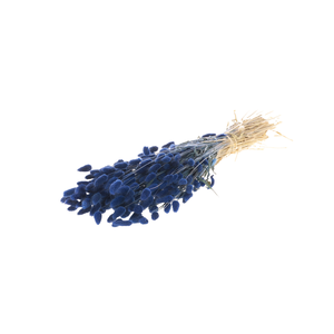 Lagurus Ovatus Dark Blue