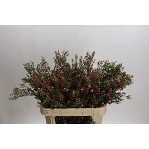 Chamelaucium My Sweet 16