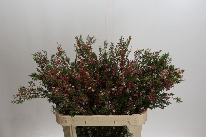 <h4>Chamelaucium My Sweet 16</h4>