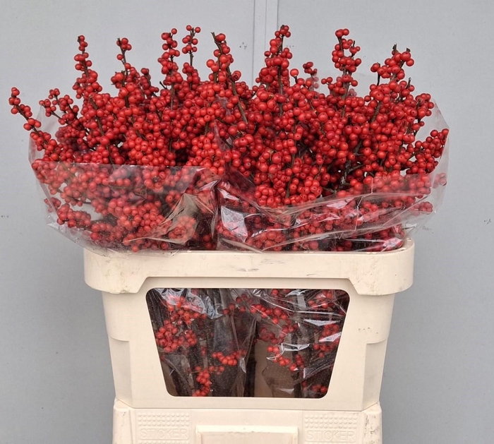 <h4>ILEX VE RODE BES</h4>