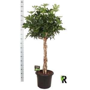 Schefflera arbor. 'Compacta'