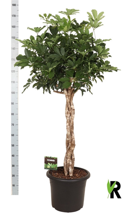 <h4>Schefflera arbor. 'Compacta'</h4>