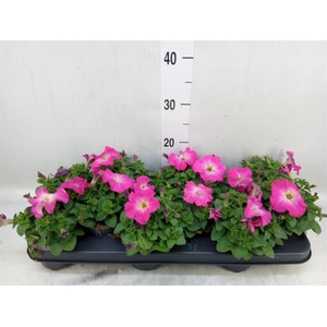 Petunia   ...