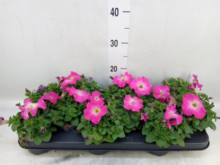 <h4>Petunia   ...</h4>