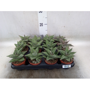 Aloe   ...
