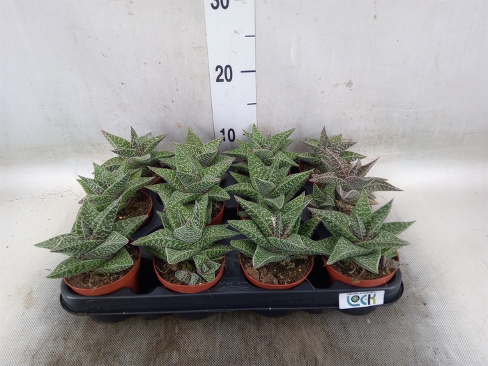 <h4>Aloe   ...</h4>