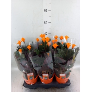 Calathea crocata 'Tassmania'