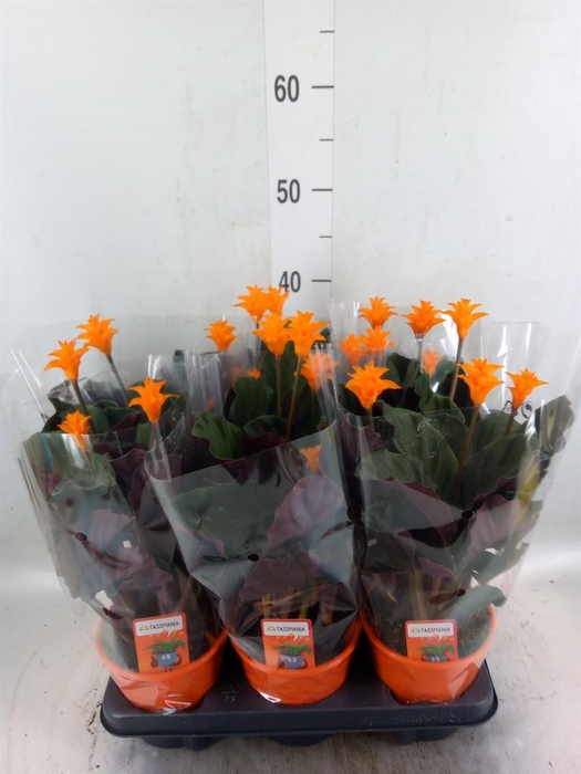 <h4>Calathea crocata 'Tassmania'</h4>